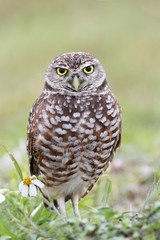 Burrowing Owl (athene cunicularia)