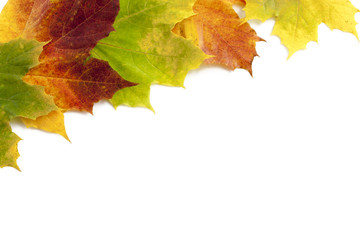 Autumn Leaves - border on white background