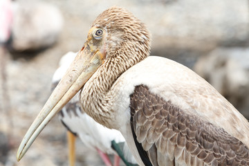 brown pelican, pelecanus occidentalis