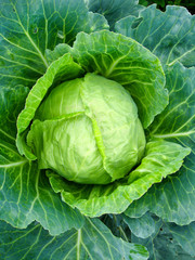 Fototapeta premium Big head of cabbage