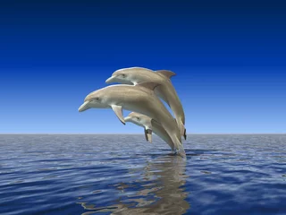 Foto auf Alu-Dibond Delfine © ArchMen