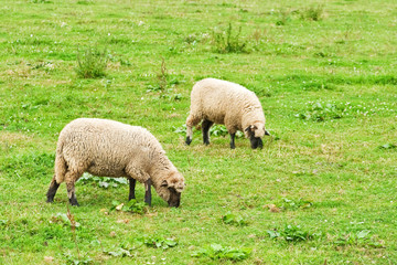 Fototapeta premium sheeps