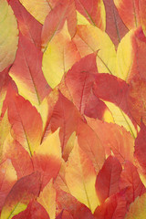 red and yellow autumnal leaves background