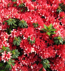 Red flowers  Azalea in a Japanese garden. Background.