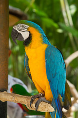Parrot macaw