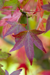 autumnal liquidambar leaves