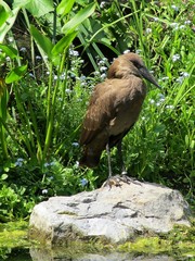 oiseau