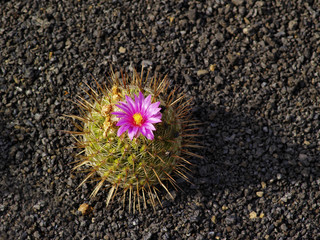 Jardin de Cactus, Lanzarote, Canary Islands, Spain
