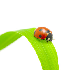ladybug