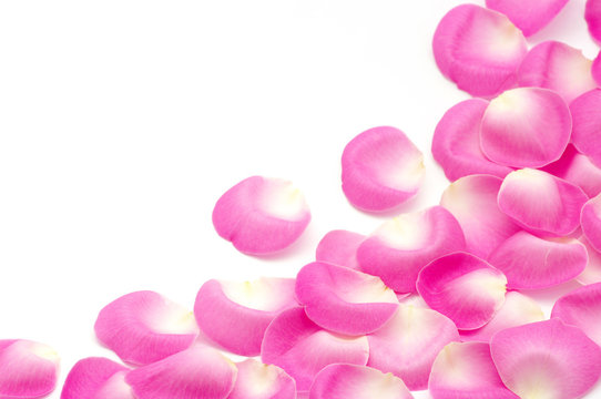 pink rose petals