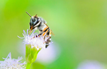 Small bees. Clean legs and mouth on Goat Weed