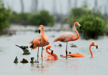 Caribean Flamingo bathing