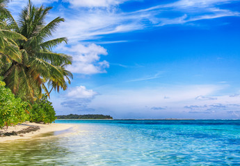 Tropical paradise. Coconut palm white sand tropical beach