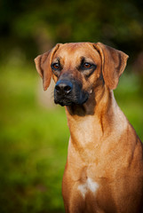 dog Ridgeback portrait