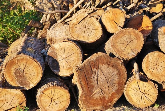 cataste di legno