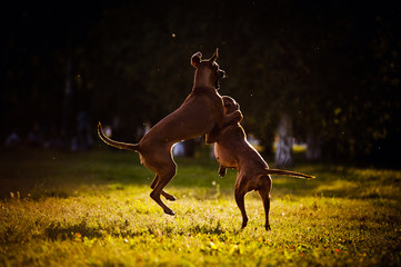two dogs ridgeback playing