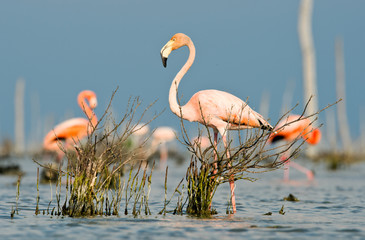 Obraz premium The pink Caribbean flamingo goes on water.