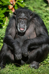 Chimpanzee Portrait