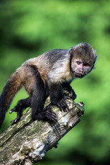 Capuchin Monkey