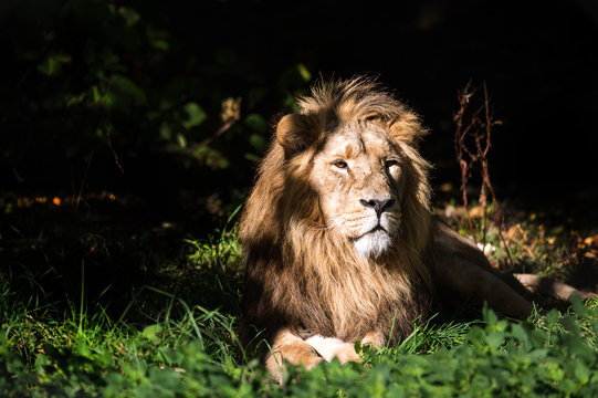 Lion in Sunlit Clearing