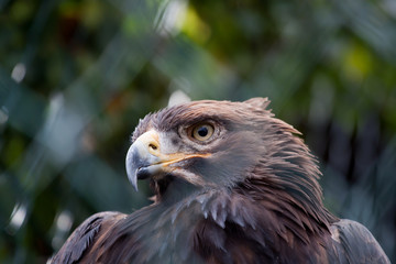 Raubvogel