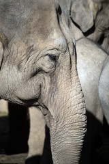 Elephant Close Up