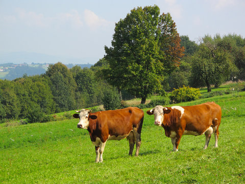 Cows on green meadow. Rural landscape in Bavaria, Germany.
