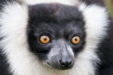 Black-and-white ruffed lemur