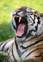 Tiger Baring Teeth