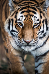 Plakat Tiger Stalking