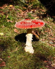 Fliegenpilz (Amanita muscaria)