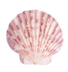 Sea shell