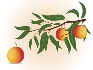 Peach branch