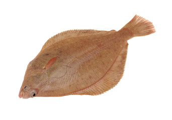 Dab Fish Isolated on White