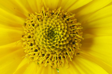 blooming sunflower