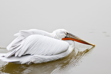 pelican