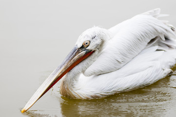 pelican
