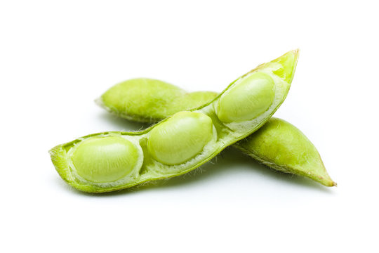 soybean