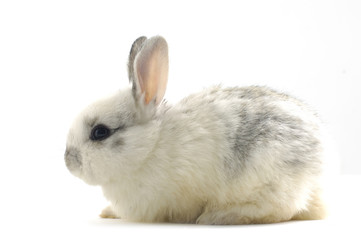 rabbit isolated against white