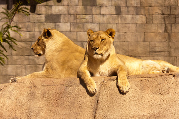 Obraz premium African Lioness 1