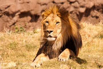 African Male Lion 1