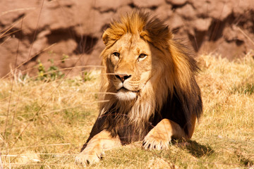 Obraz premium African Male Lion 1