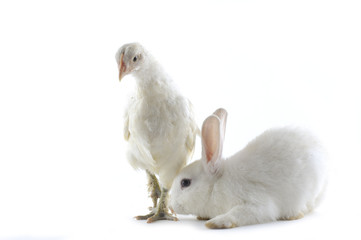 Chicken and rabbit on white background