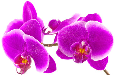 orchidée phalaenopsis