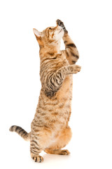 Brown cat is standing up, isolated on white
