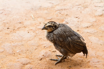 little chicken