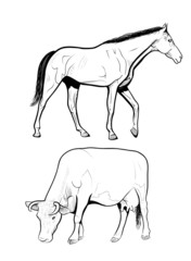 horse and cow