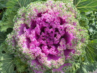 decorative cabbage