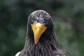 Adler