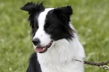 Schwarz-weißer Border Collie